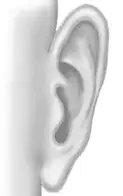 Otoplasty 2